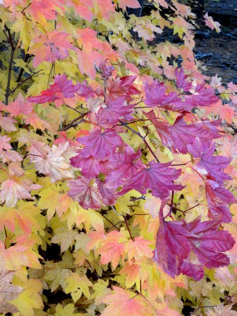 DSC01649 Fall color